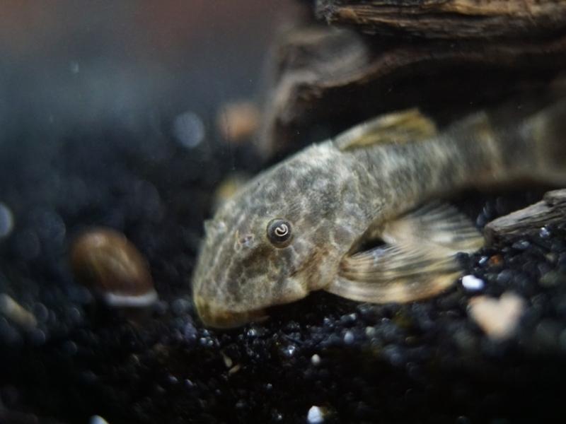 Clown pleco feeding