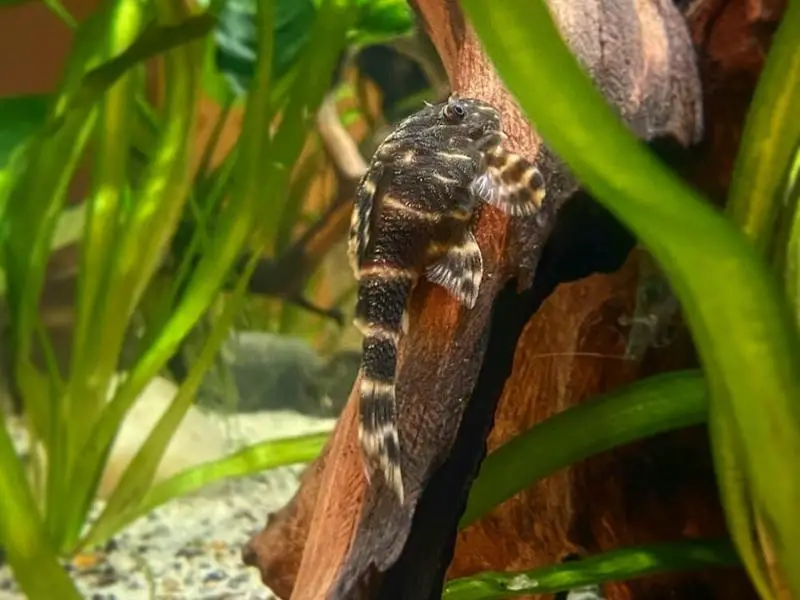 Clown pleco near wood