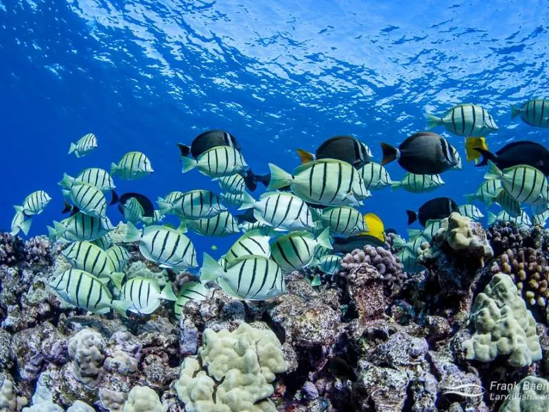 Convict tangs feeding on the reef