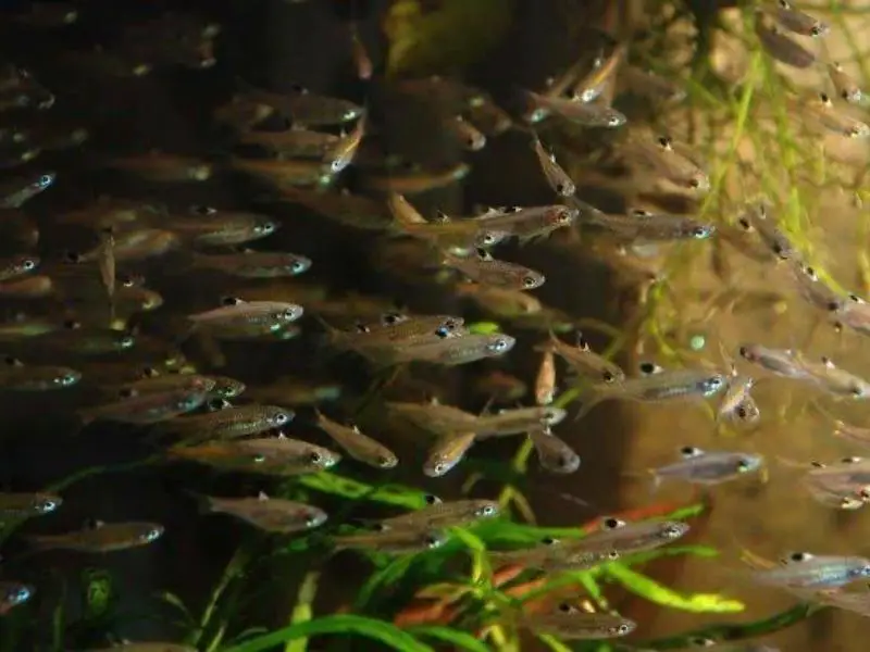 Emerald eye rasboras breeding