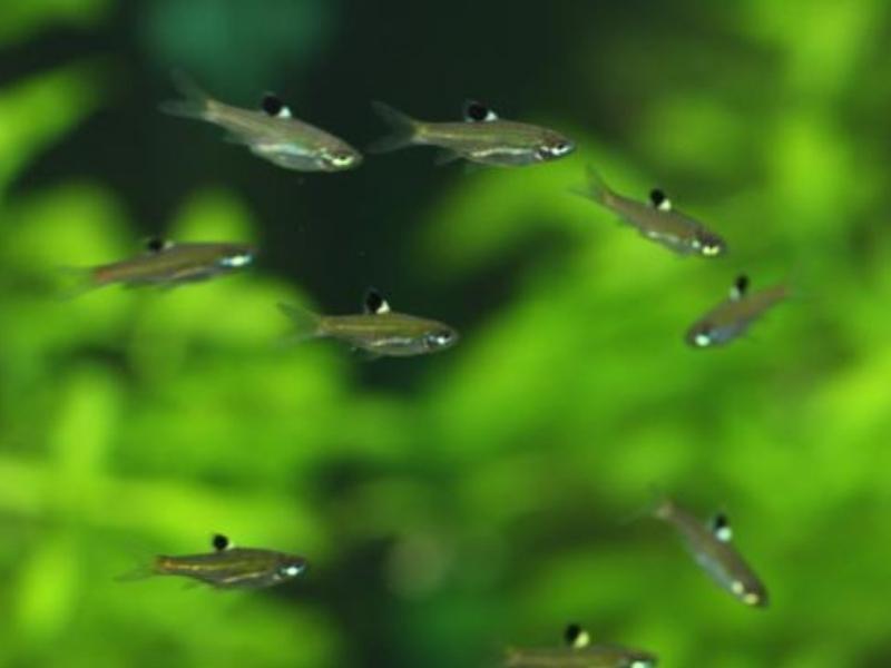 Group of emerald eye raspboras swimming together