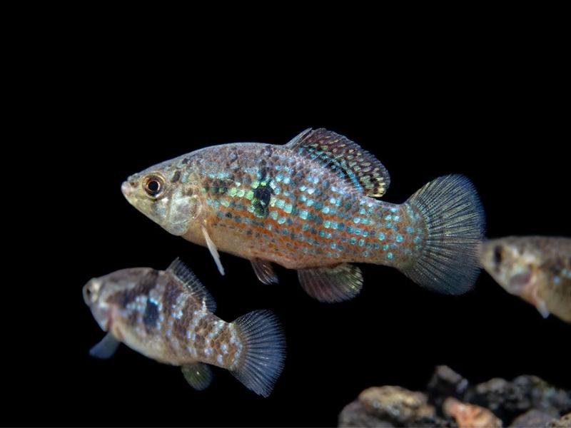 Florida flagfish swimming together against a black background