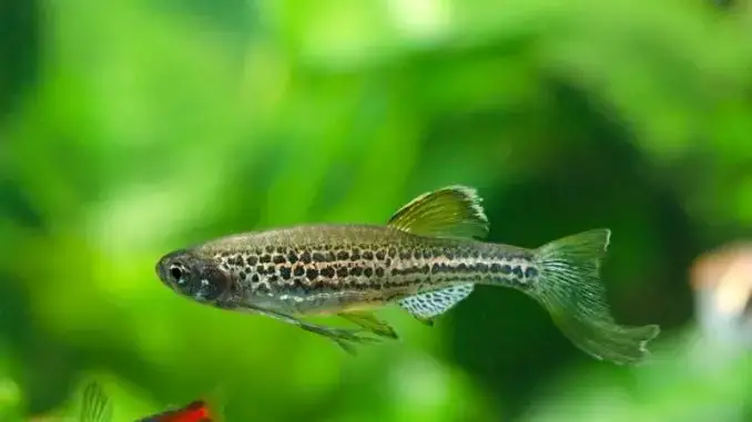 Leopard Danio Care Guide & Species Profile | Fishkeeping World