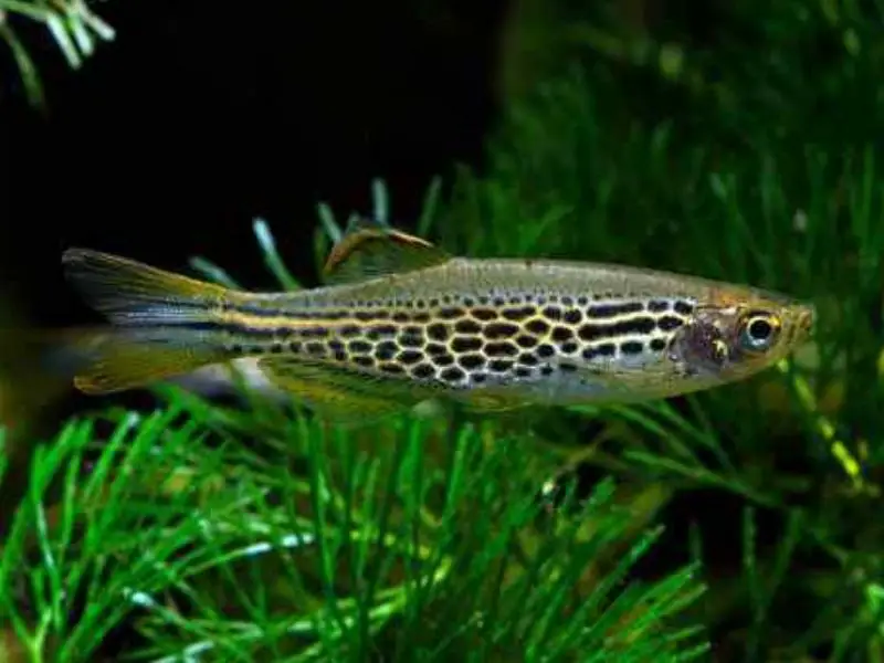 Leopard danio swimming up close