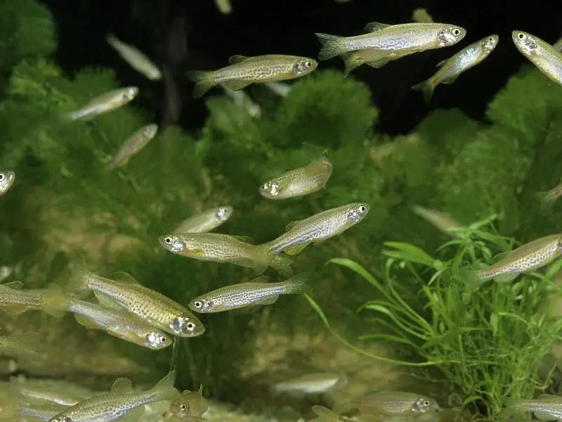 Leopard danios breeding in pairs