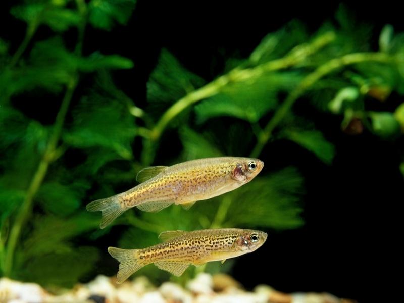Two leopard danios swimming in a planted tank