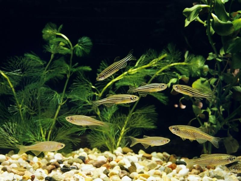 Leopard danios with tank mates in planted tank