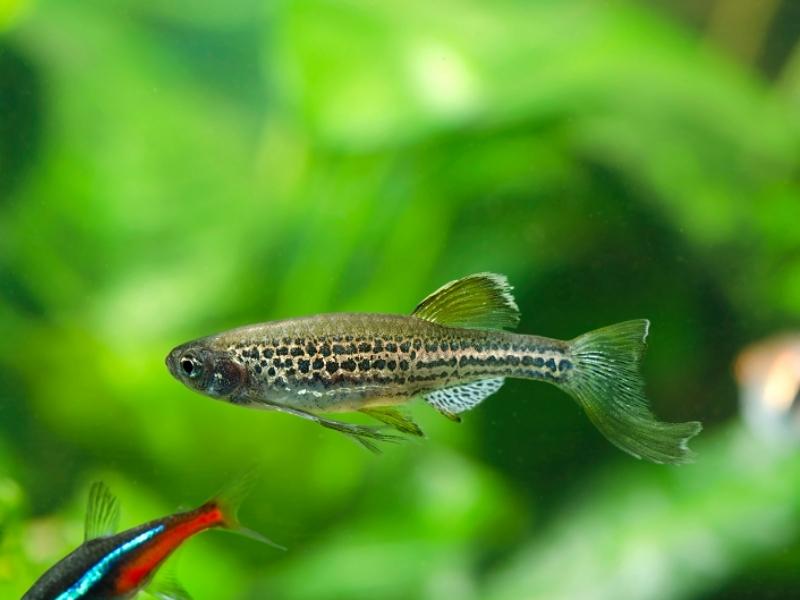 Leopard danio swimming in a planted tank