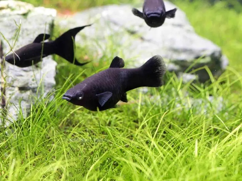 Molly fish swimming above guppy grass