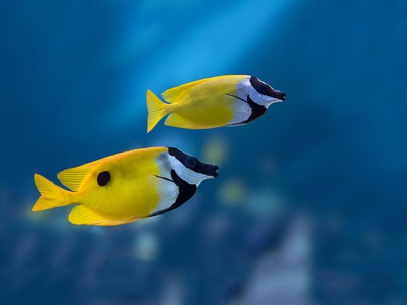 One spot foxface rabbitfish swimming in the ocean