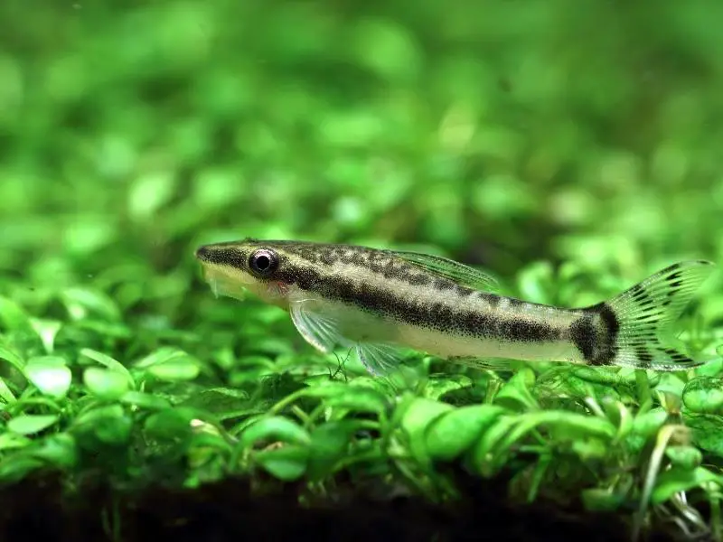 otocinclus catfish up close in a planted tank