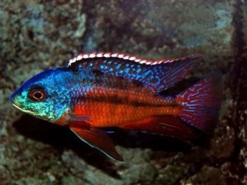 Red empress cichlid swimming in front of rock