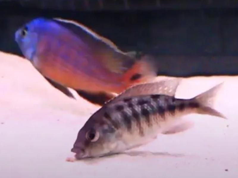 Red empress cichlid breeding at bottom of tank