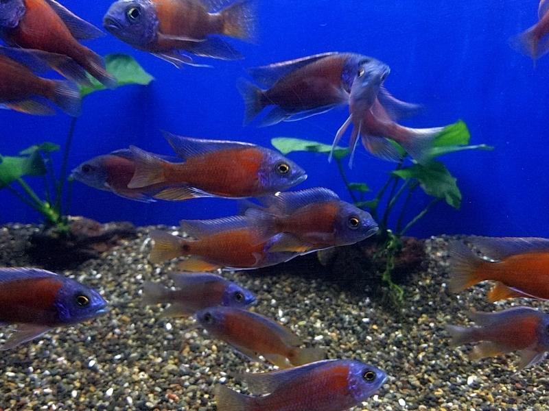 Red empress cichlids swimming together
