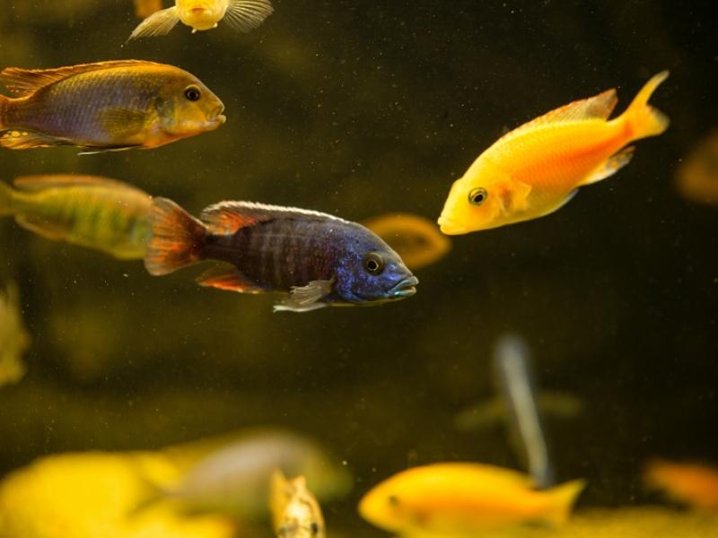 Red Empress Cichlid with other fish