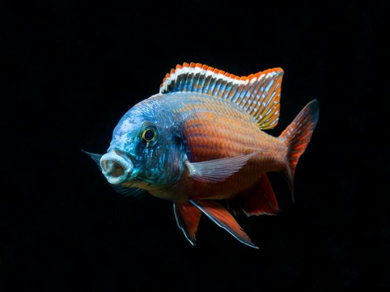 Red empress cichlid against a black background