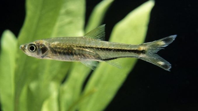 Scissortail Rasbora