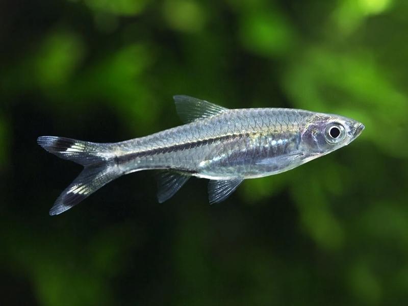 Scissortail Rasbora swimming in a planted tank