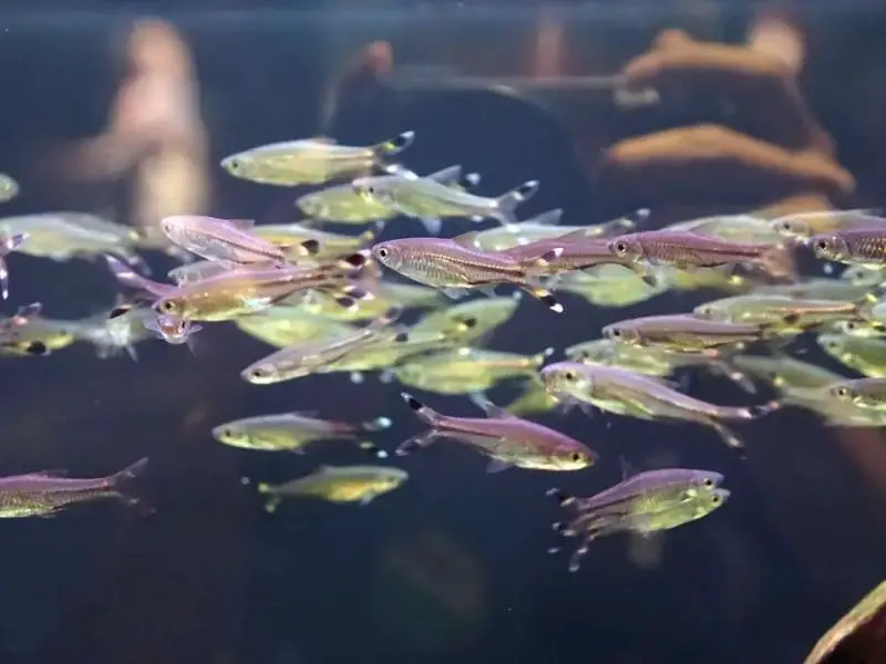 Many scissortail rasboras swimming together