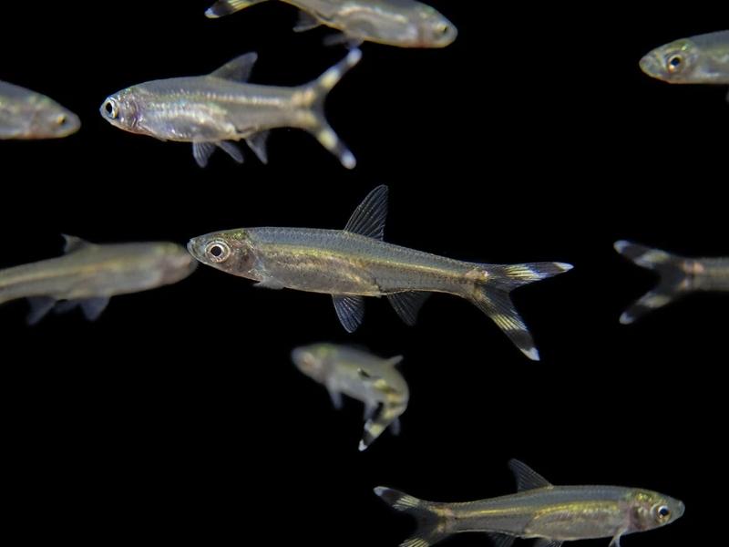 Scissortail rasboras swimming up close in a dark tank