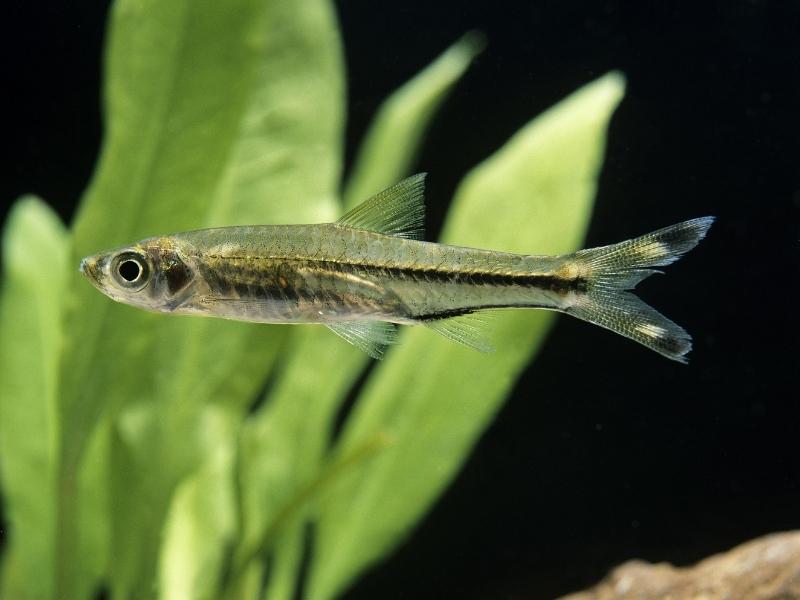 Scissortail Rasbora up close