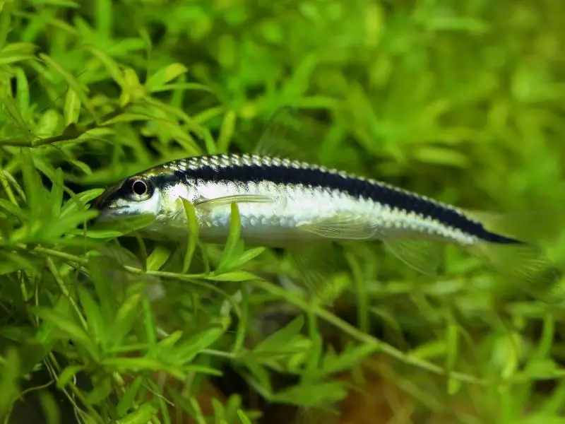 Siamese algae eater swimming in a planted tank