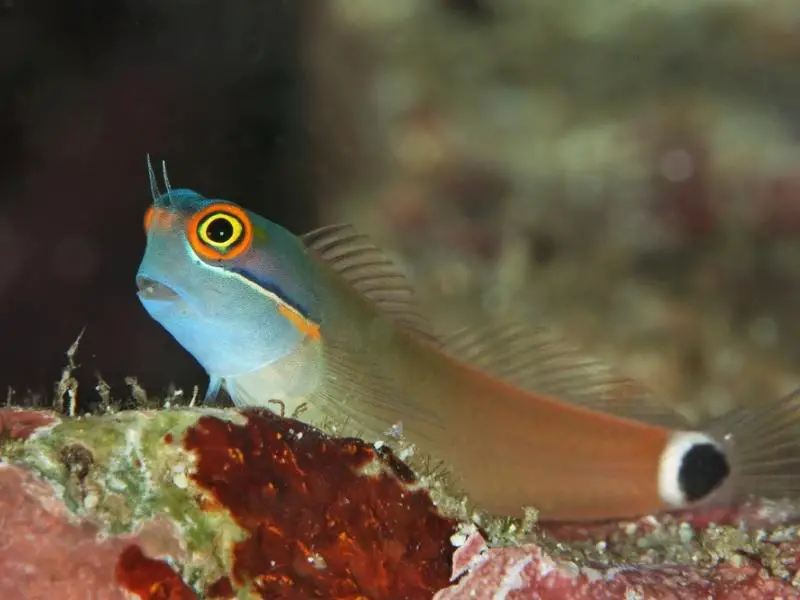 Tailspot blenny up close near rocky substrate