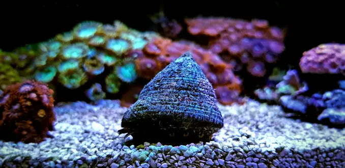 Astraea snail near substrate of tropical tank