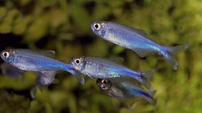 blue tetra