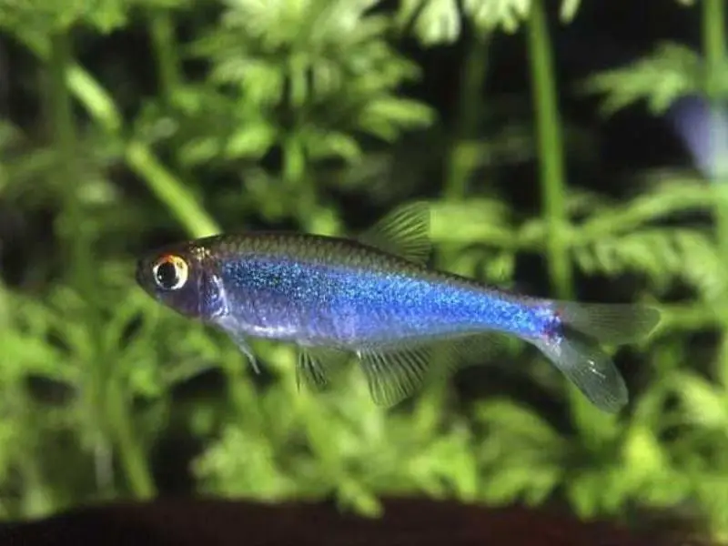 A blue tetra swimming against the backdrop of aquarium plants