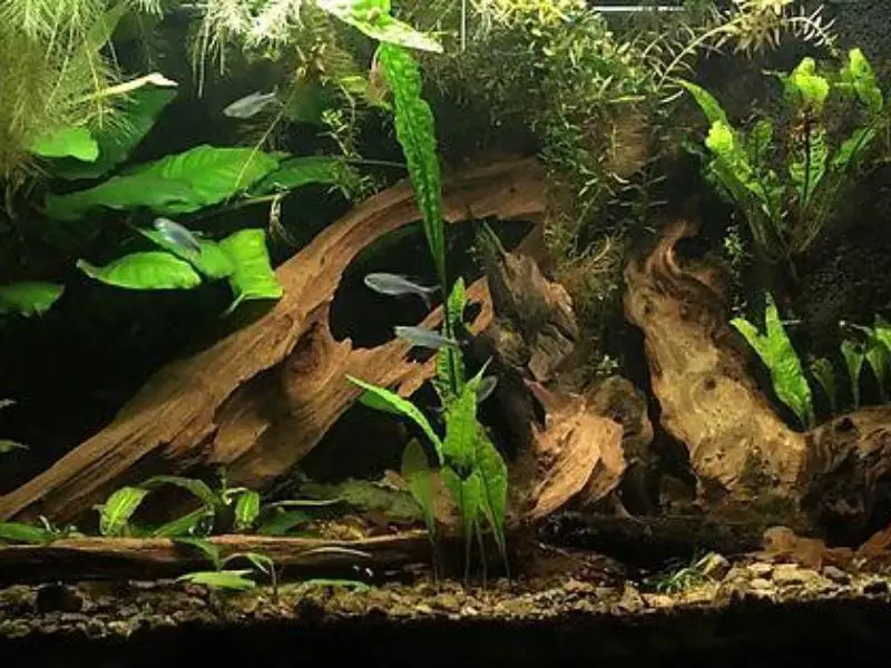 Blue tetras swimming near tank decorations like driftwood and aquarium plants