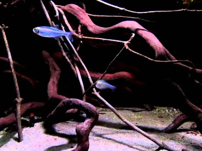 Two blue tetras swimming in a tank with driftwood and sandy substrate