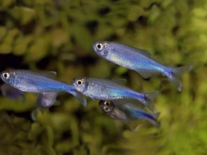 Blue tetras swimming in a planted aquarium