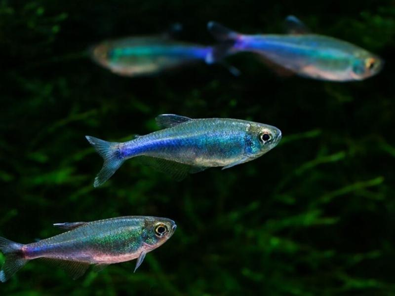 Blue tetras swimming among guppy grass