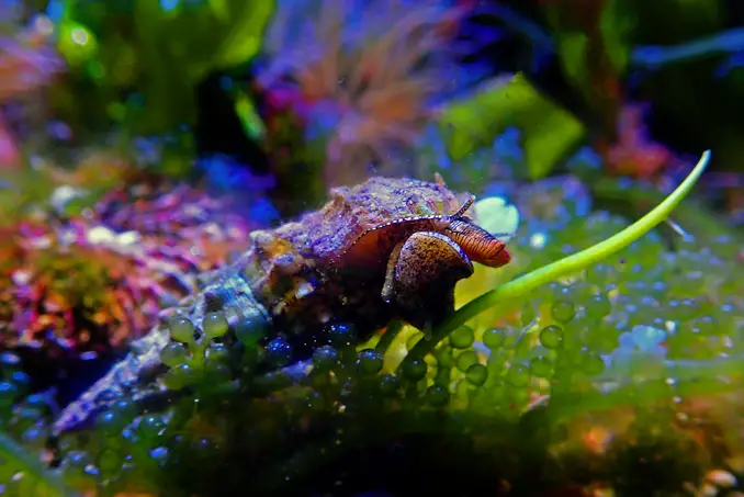 Cerith snail in a planted tank