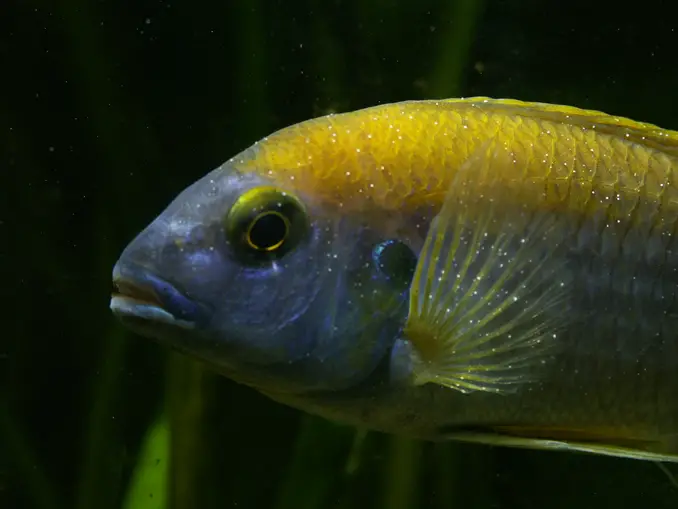 Cichlid with ich swimming in a dark tank