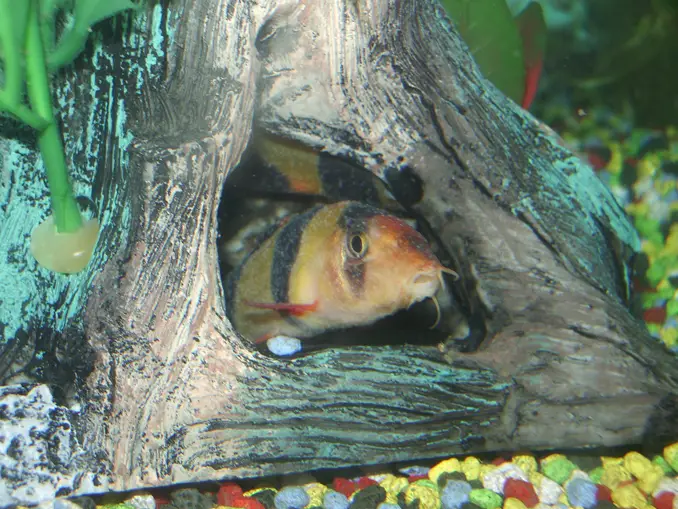 Clown loach with ich hiding in tank