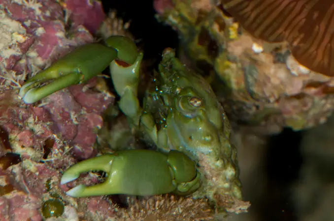 Emerald crab walking between two rocks