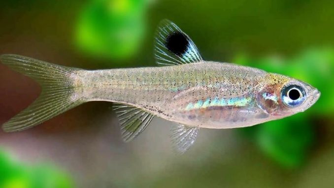 eyespot rasbora appearance