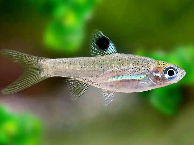 Emerald rasbora up close