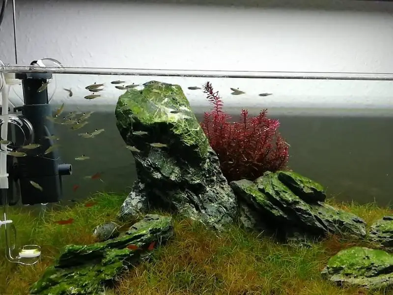 Emerald eye rasboras swimming in a planted tank