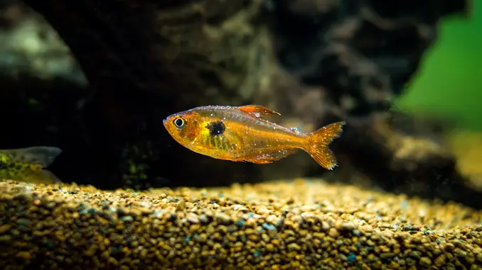 A fish with ich swims near the substrate.