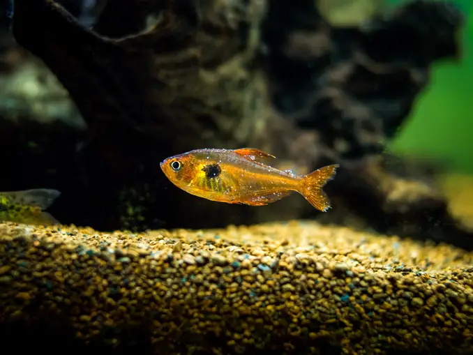 A fish with ich swims near the substrate.