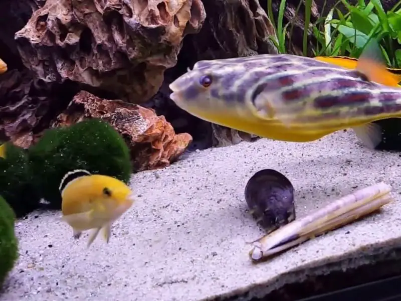 Fahaka puffer tank mates