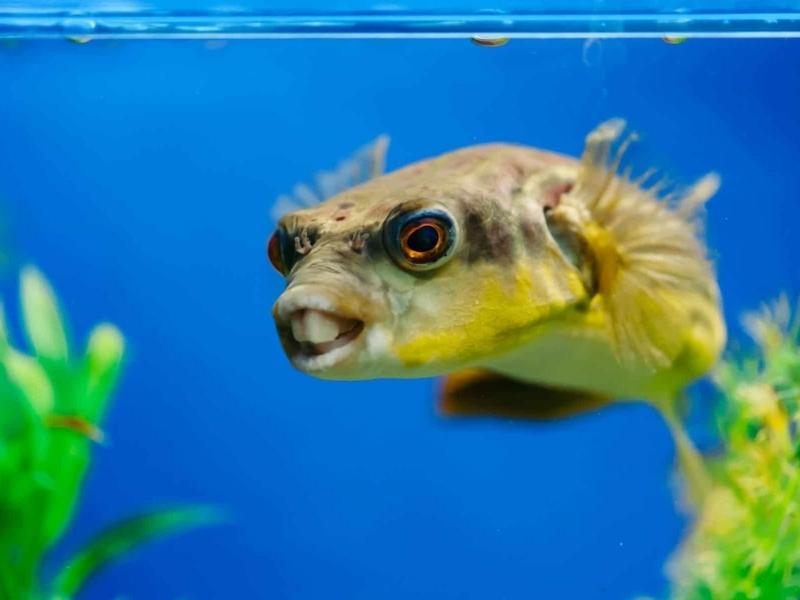 Fahaka puffer swimming in a tank