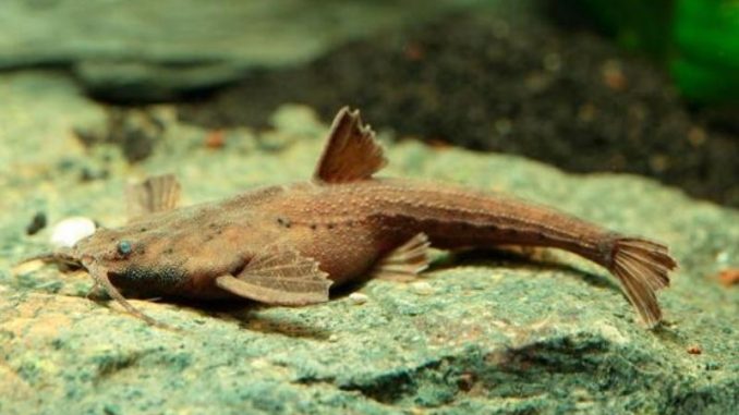 Banjo Catfish