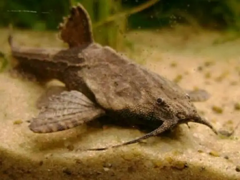 Banjo Catfish Care Guide & Species Profile Fishkeeping World