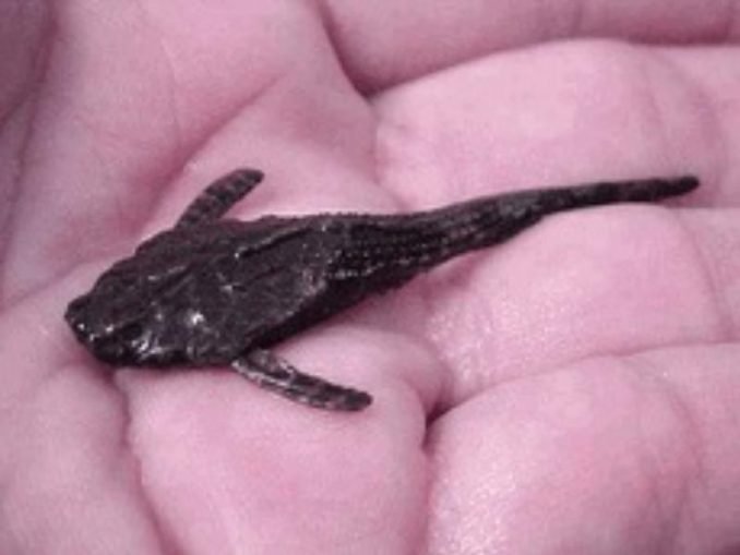 Banjo Catfish Care Guide & Species Profile Fishkeeping World