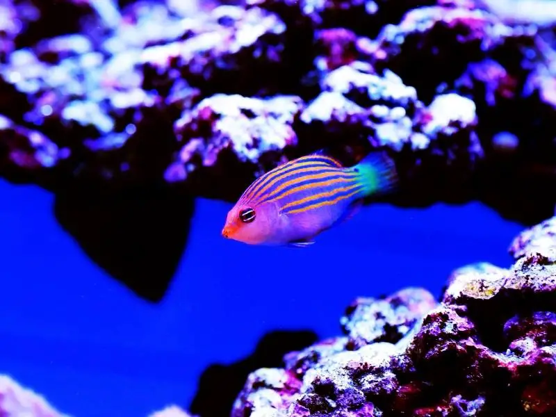 Beautiful Six-Line Wrasse