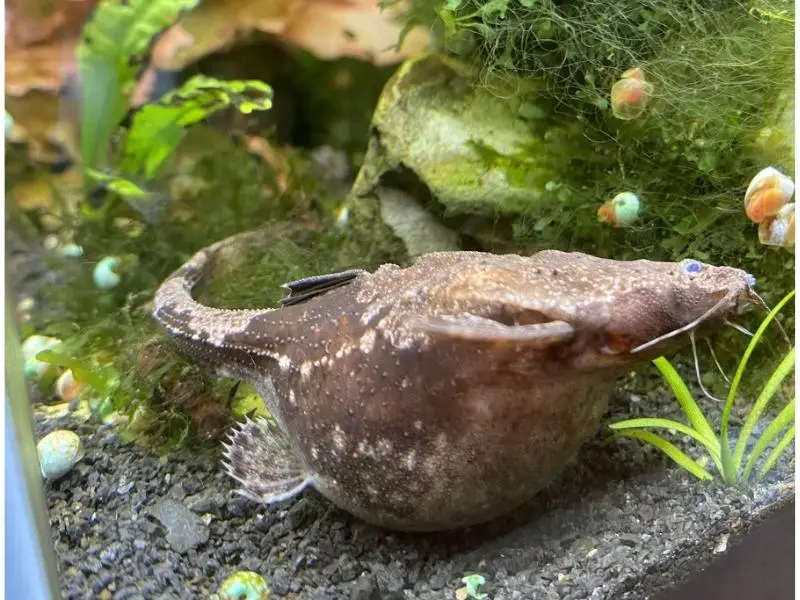 Bloated Banjo Catfish